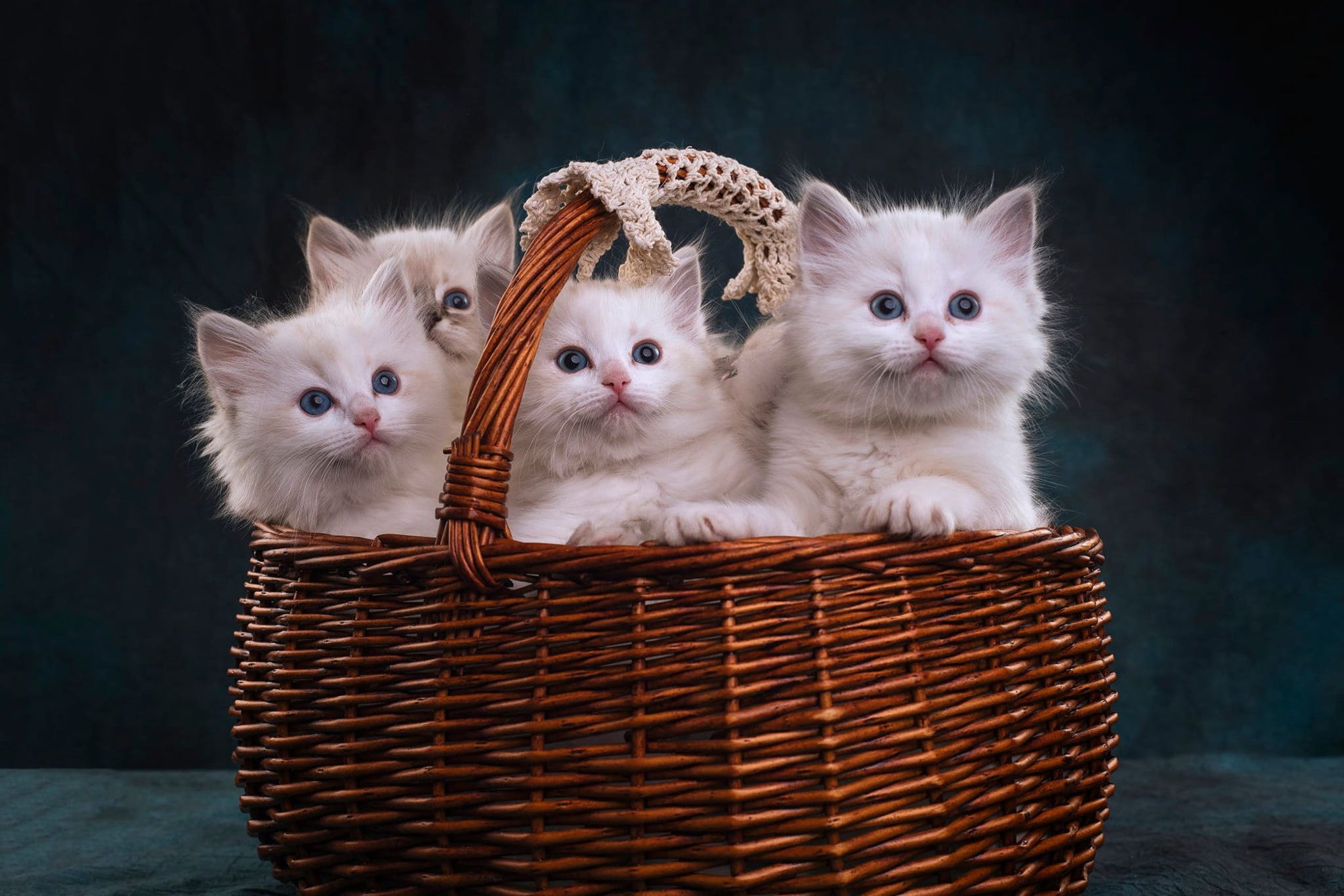 Котики картинки. Котята в корзинке. Красивые котятки. Милые котики. Корзинка для кошки.